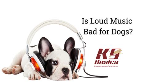 Is Loud Music Bad for Cats? A Multi-perspective Analysis