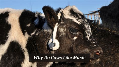 why do cows like music? the moo-tentication of moo-sicality