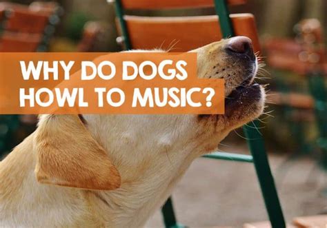 Why Do Dogs Howl When They Hear Music: An Insight into the Mysteries of Canine Audiology